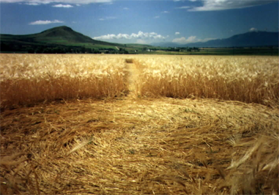 Crop Circles : ...