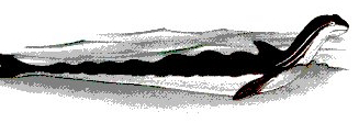 Grand Serpent de Mer : Le multi-bosses (Plurigibbosus novae-angliae), observé principalement sur les côtes de la Nouvelle-Anglerre (USA).