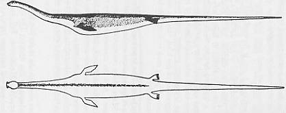 Grand Serpent de Mer : Le Megophias de Oudemans.