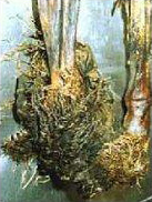 Homme de Similaun (Ötzi) - Une chaussure d'Ötzi.