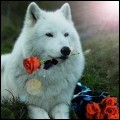 Avatar de l’utilisateur